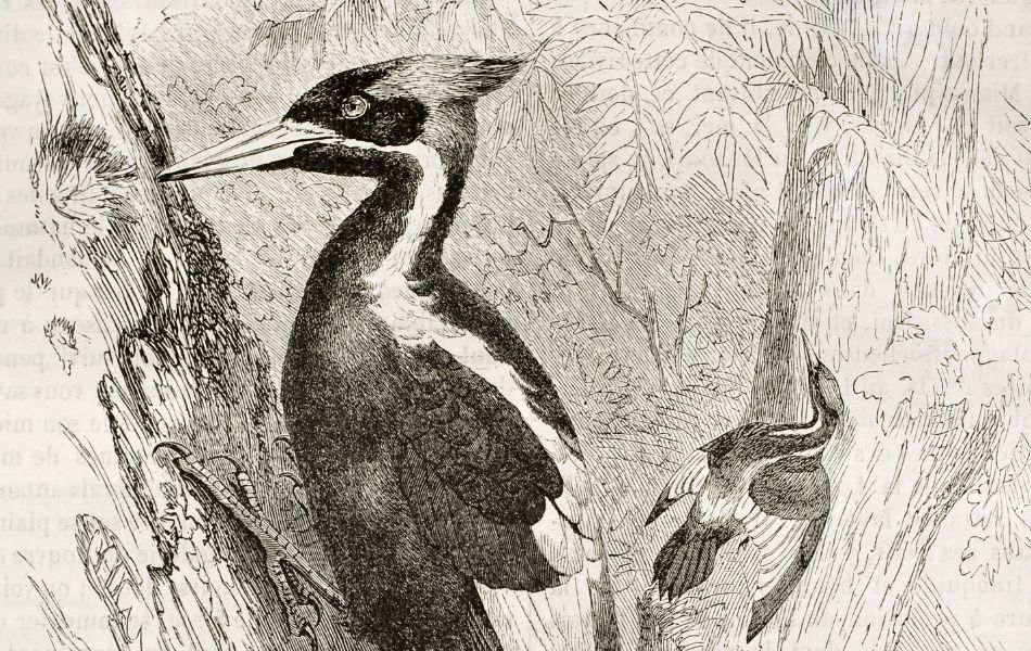 🕊 Formerly “extinct” woodpecker still alive