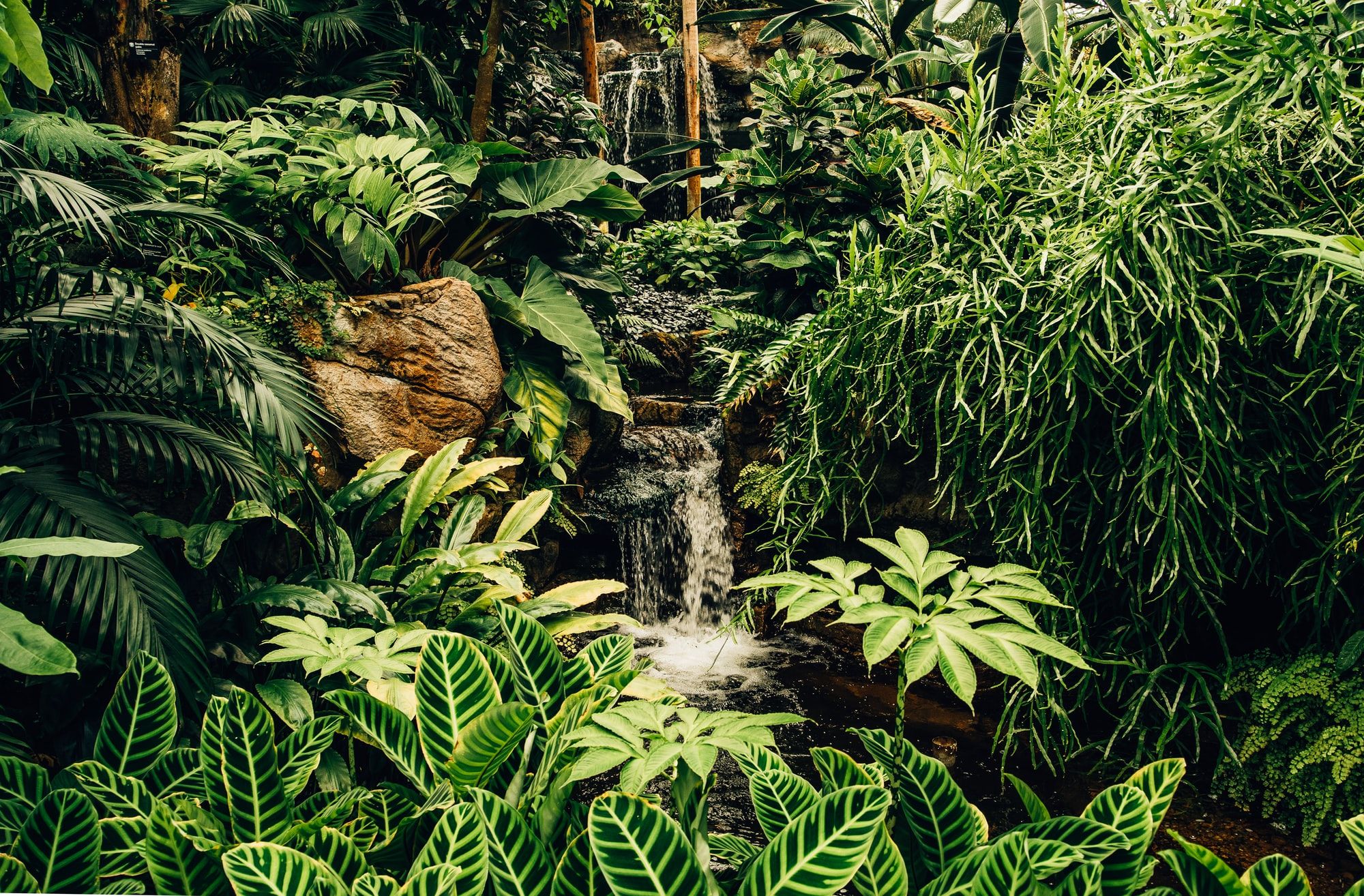 🌳 Special project to assist  protection of tropical forests