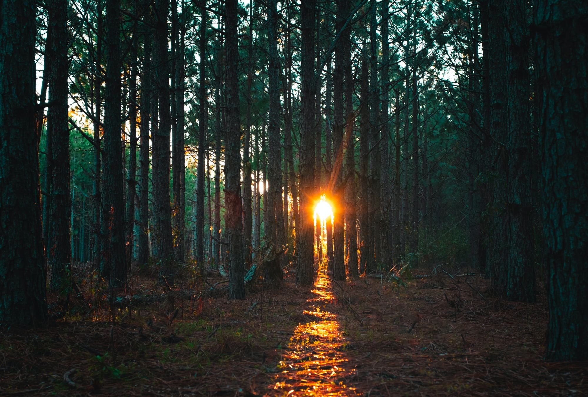 🌳 Forests on Indigenous land capture twice the carbon