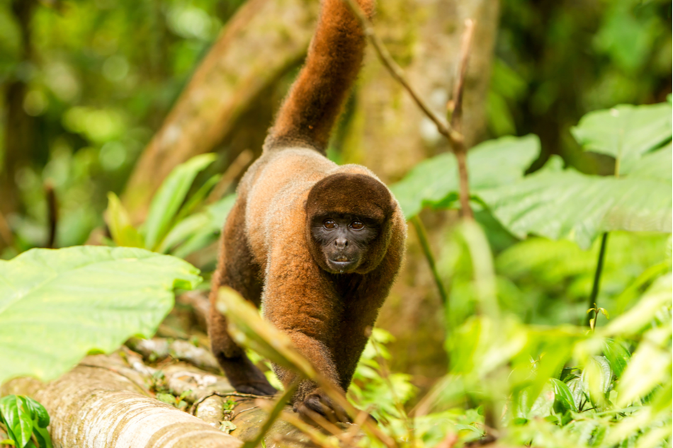 🐒 Ecuador grants wild animals legal rights