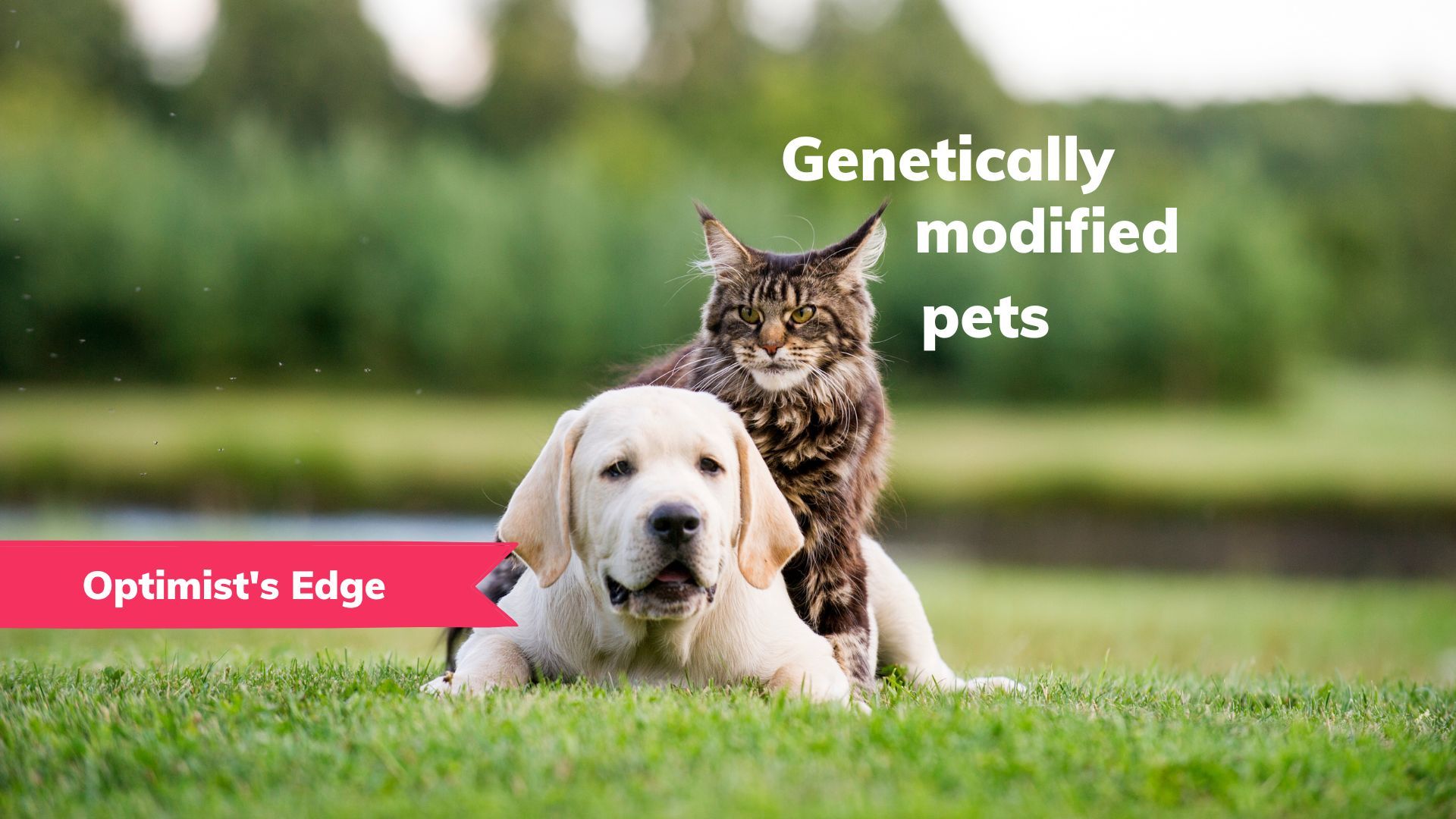 💡 Optimist's Edge: Do you want a gene-edited pet?