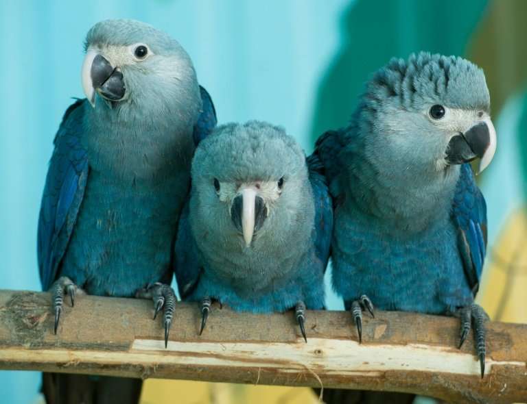 🦜 Back from the brink of extinction: Spix's macaws