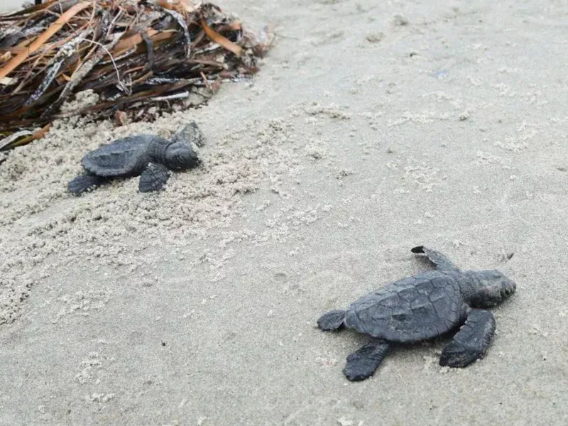 🐢 The world's smallest sea turtles hatch for the first time in 75 years