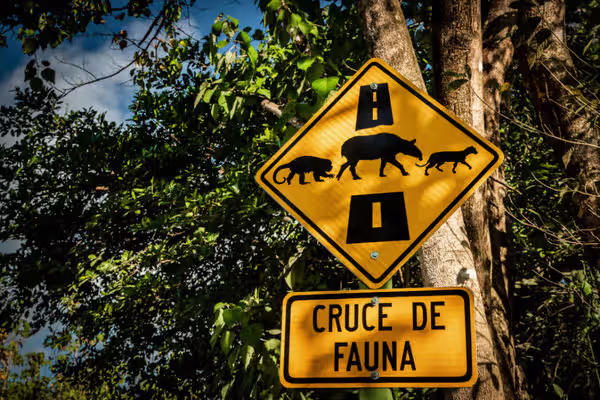 🛣 Wildlife researchers scour Costa Rica’s highways