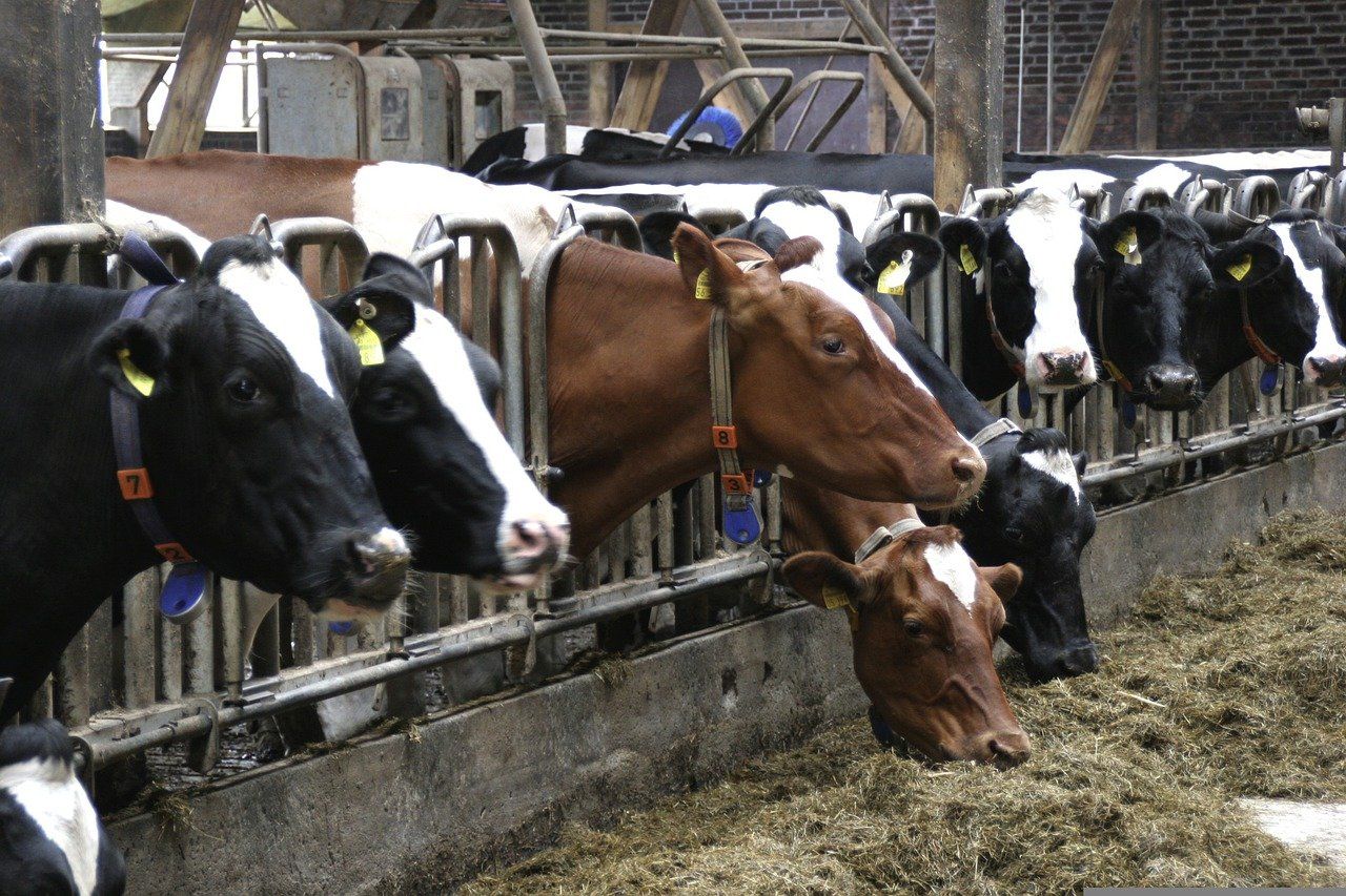 🌾 Changes to animal feed production could provide food for a billion people