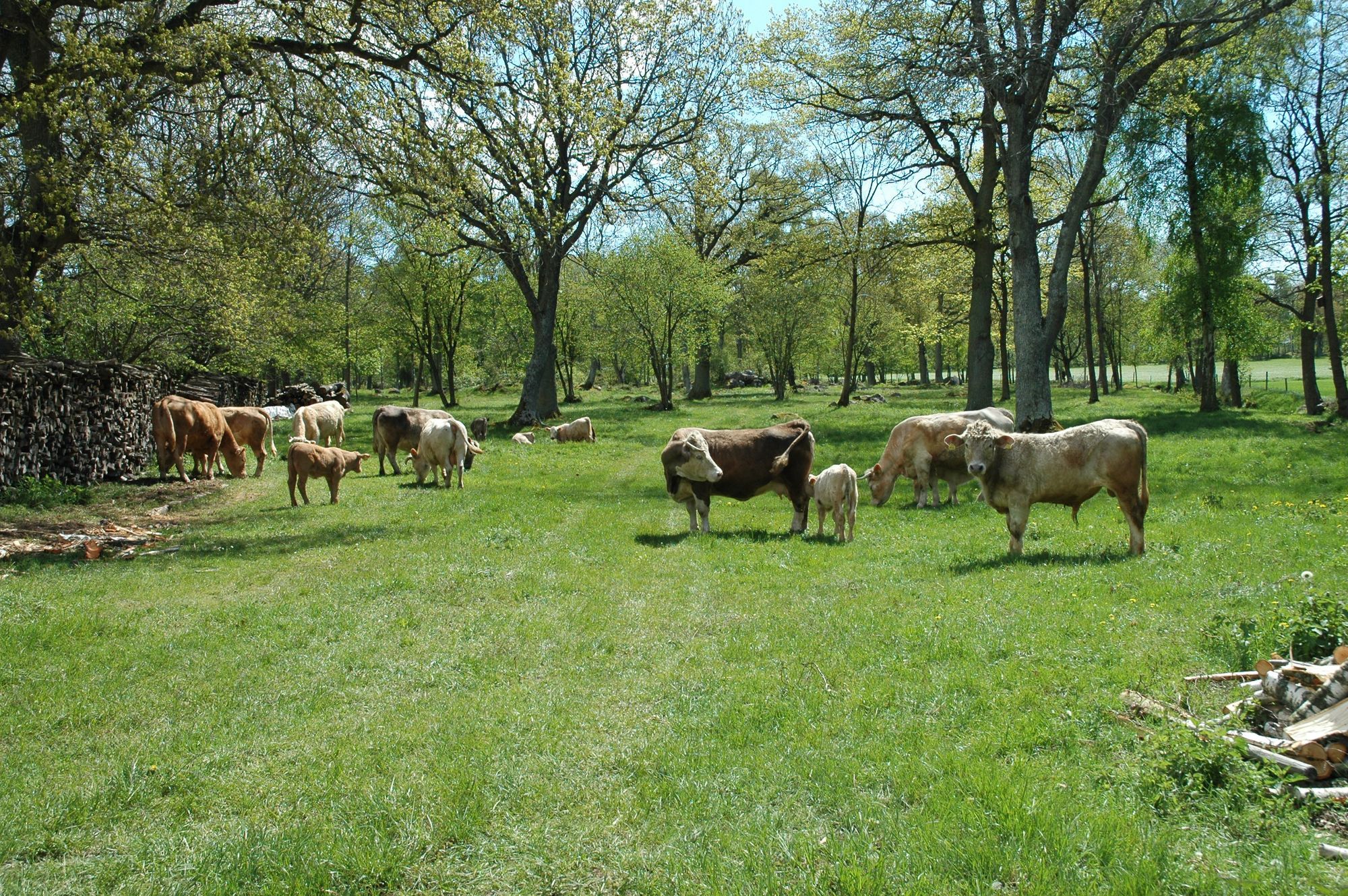 🐄 Agricultural rewilding is good for everyone involved