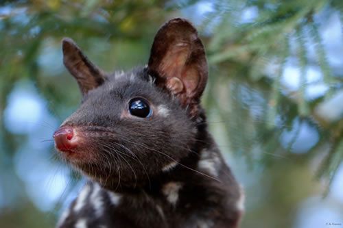 🇦🇺 Baby boom for the Quoll in Australia