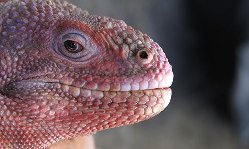 🦎 Pink iguana babies spotted for the first time ever