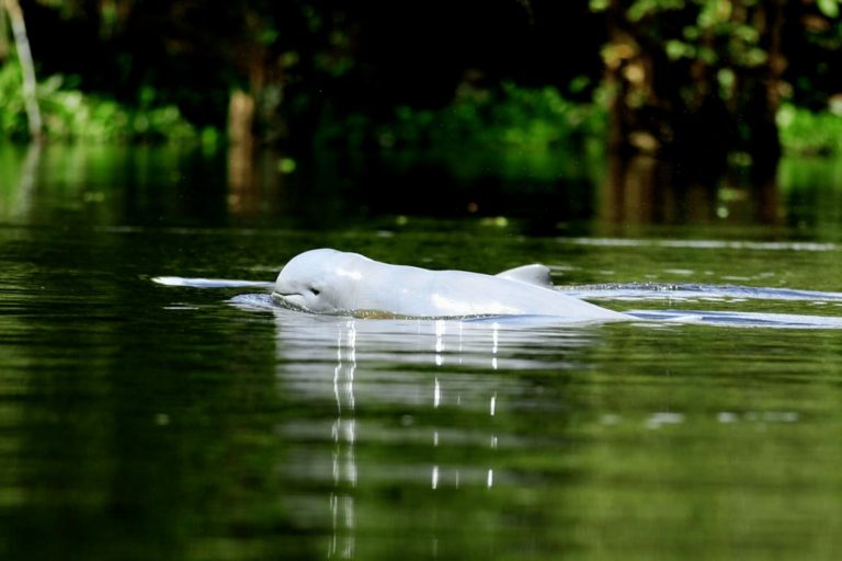 🐬 Unsustainable fishing will be banned in the Irrawaddy Dolphin's Sanctuary