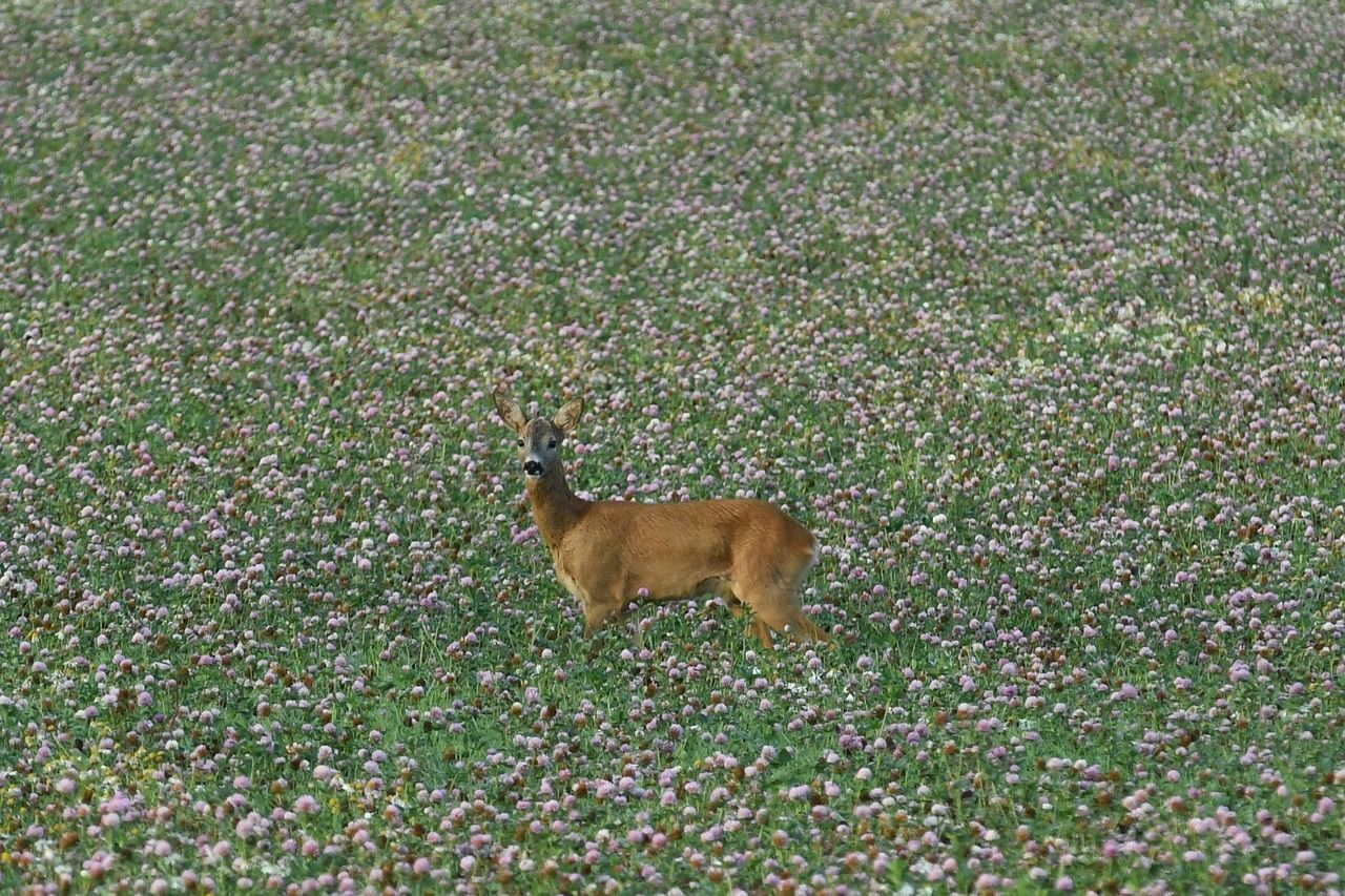 🦆 Environmental protection for half the price