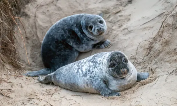 🦭 Record numbers of seal pups on the Norfolk Coast