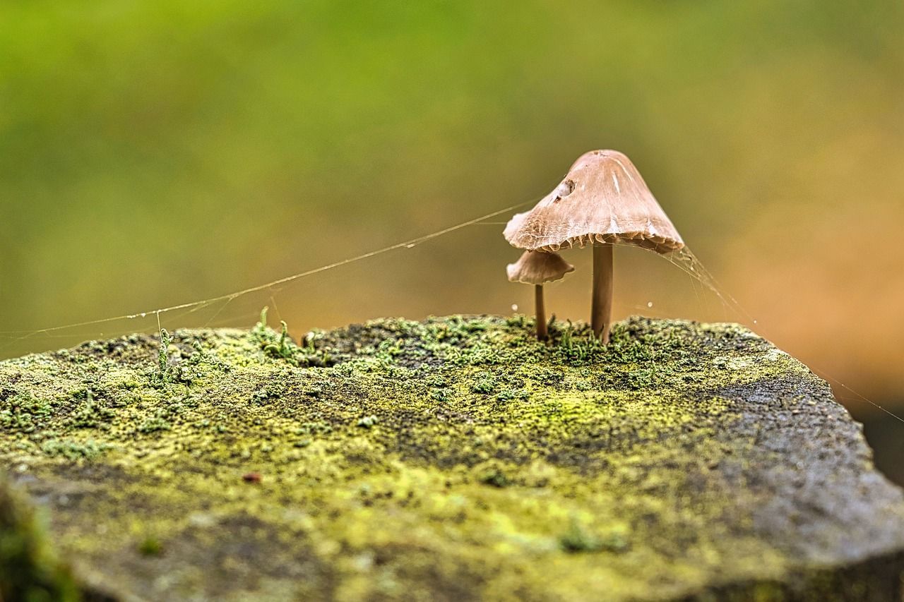 🍄 Fungi and bacteria will help industry reduce emissions