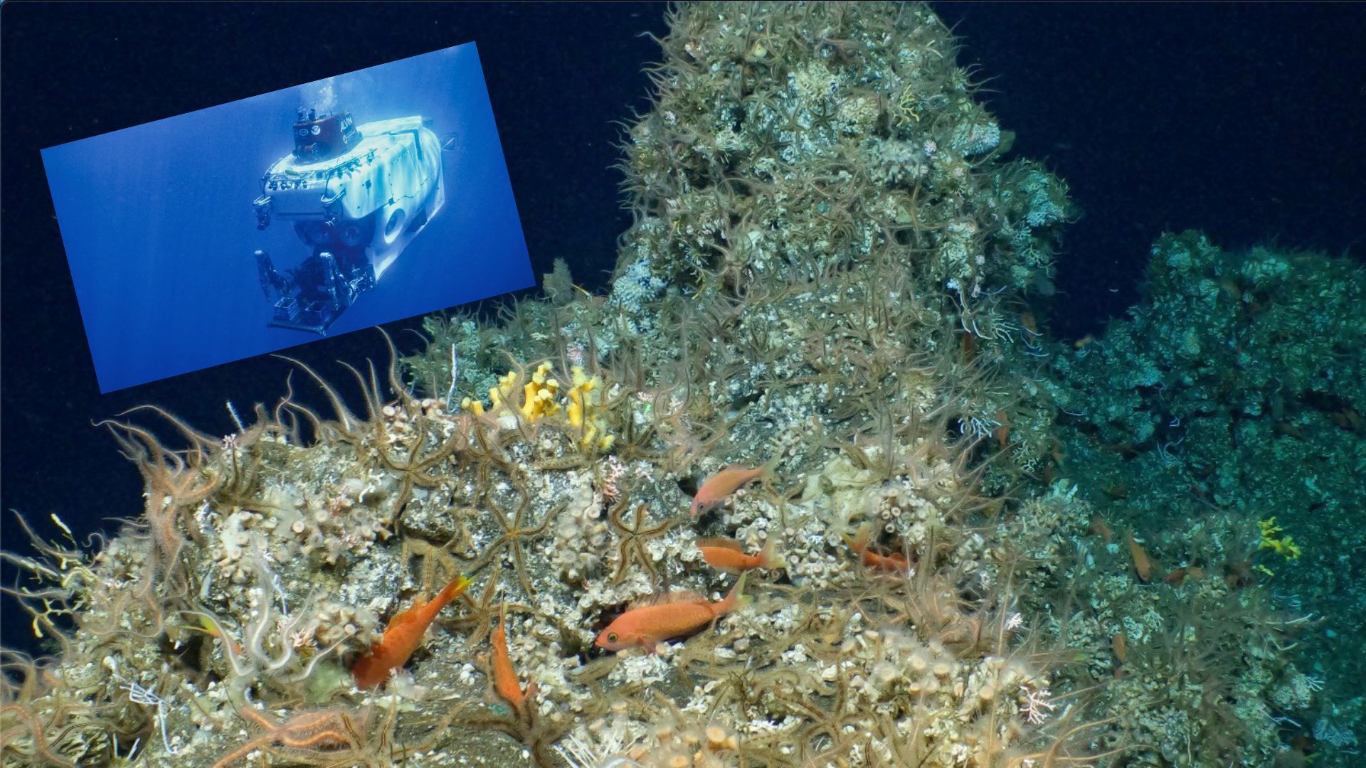 🐠 Untouched coral reef discovered in the Galápagos Islands