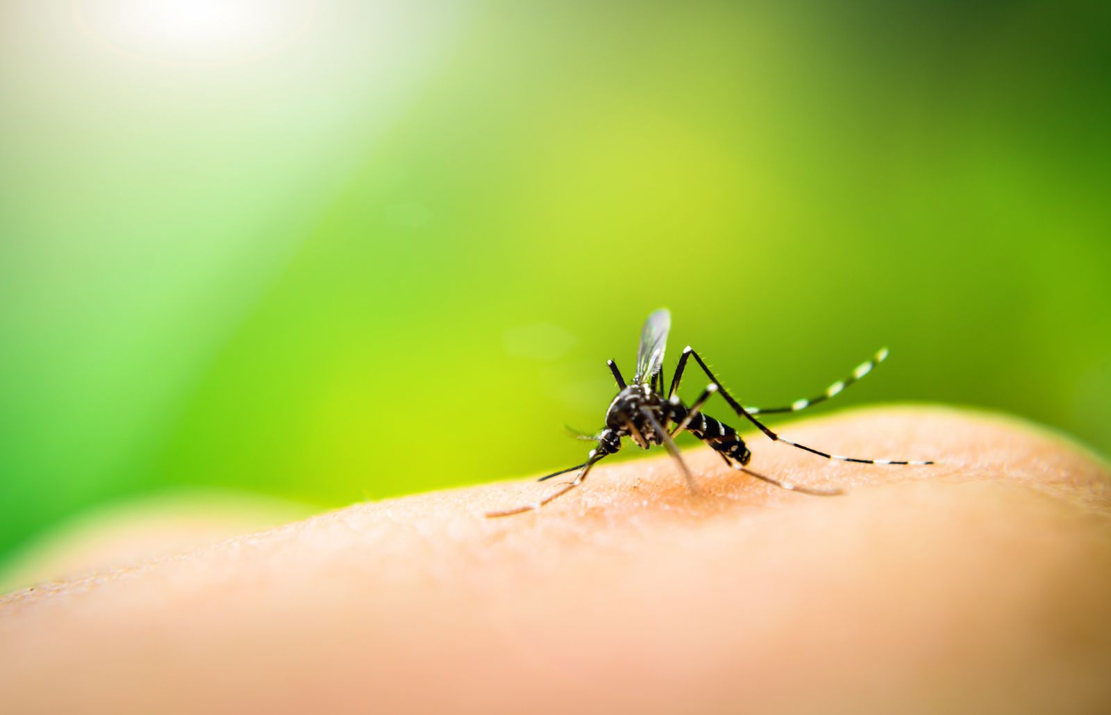 🦟 World's largest mosquito factory to fight dengue in Brazil
