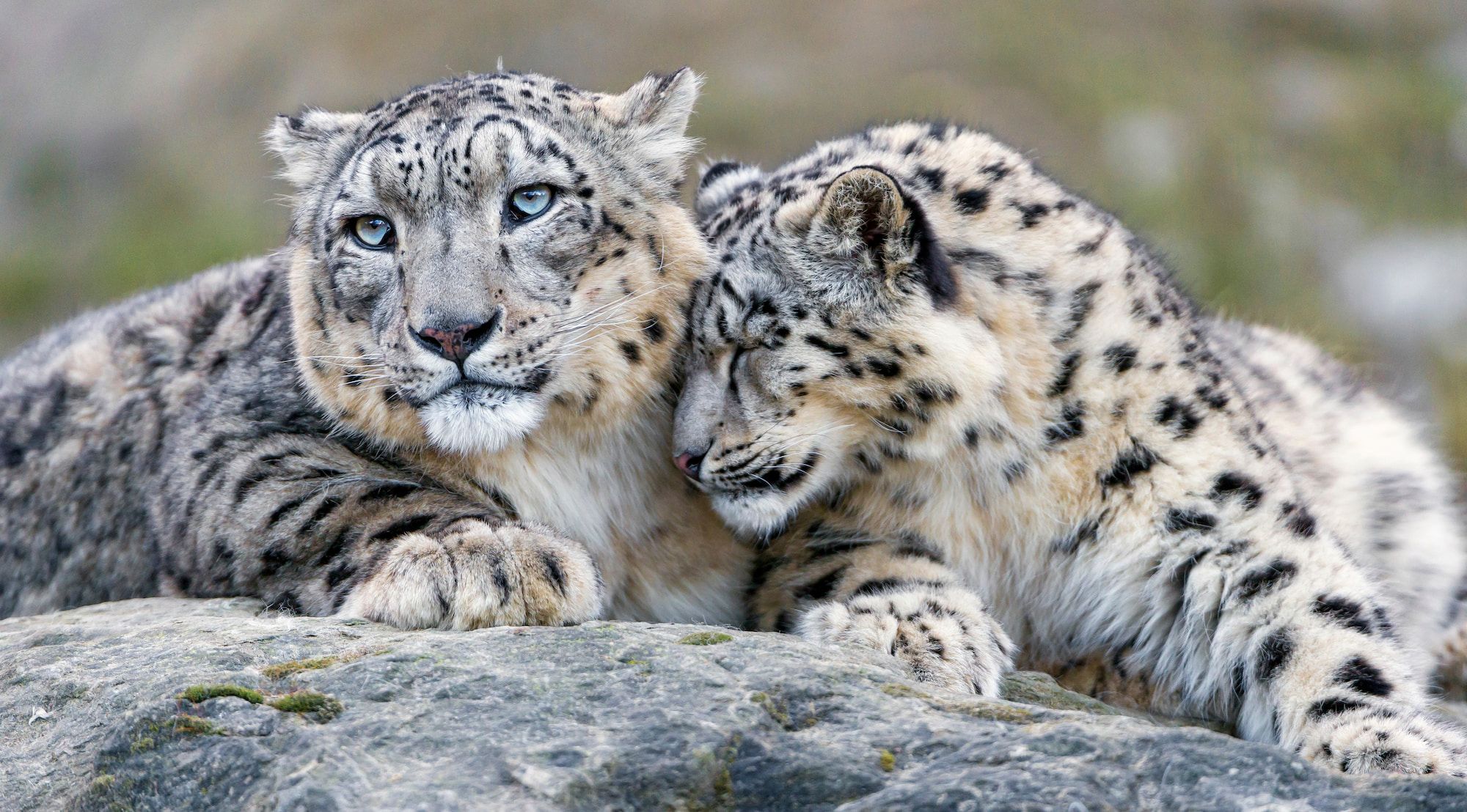 🐯 40% more snow leopards in Bhutan