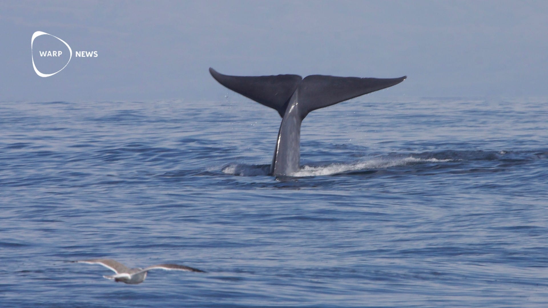 🐳 Blue whales returning to the Indian Ocean