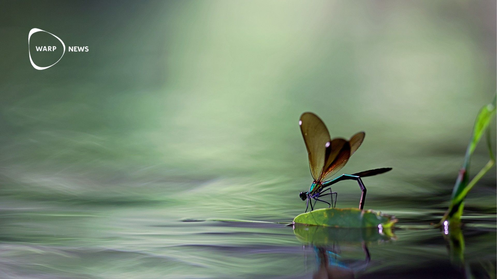 🦋 England's rivers increase in invertebrate diversity – highest in 30 years