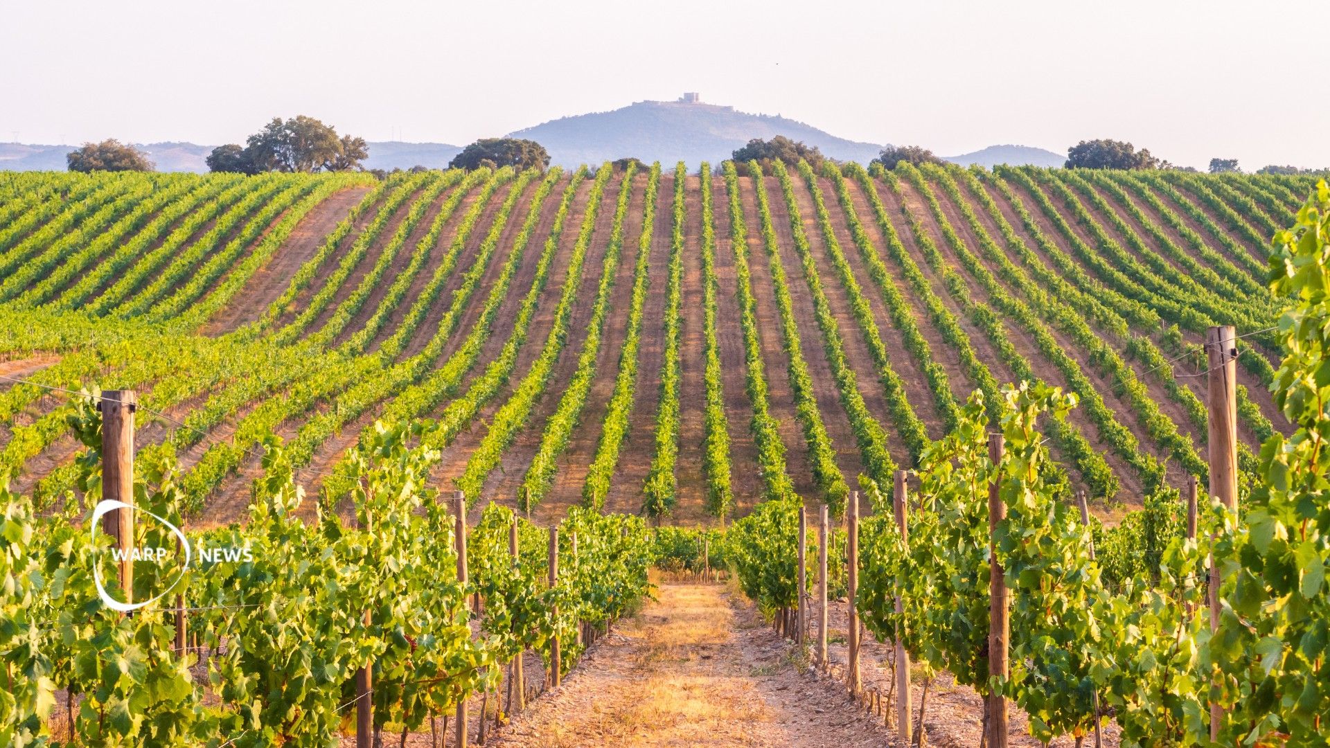 🍇 Vineyards using emissions and residues from winemaking for making new products