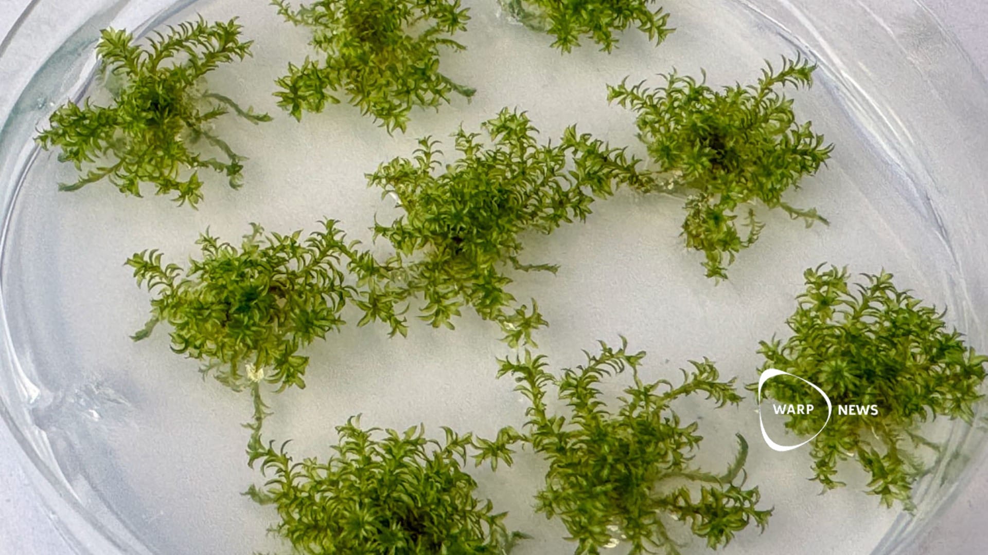 🌱 We are close to creating the first artificial plant genome