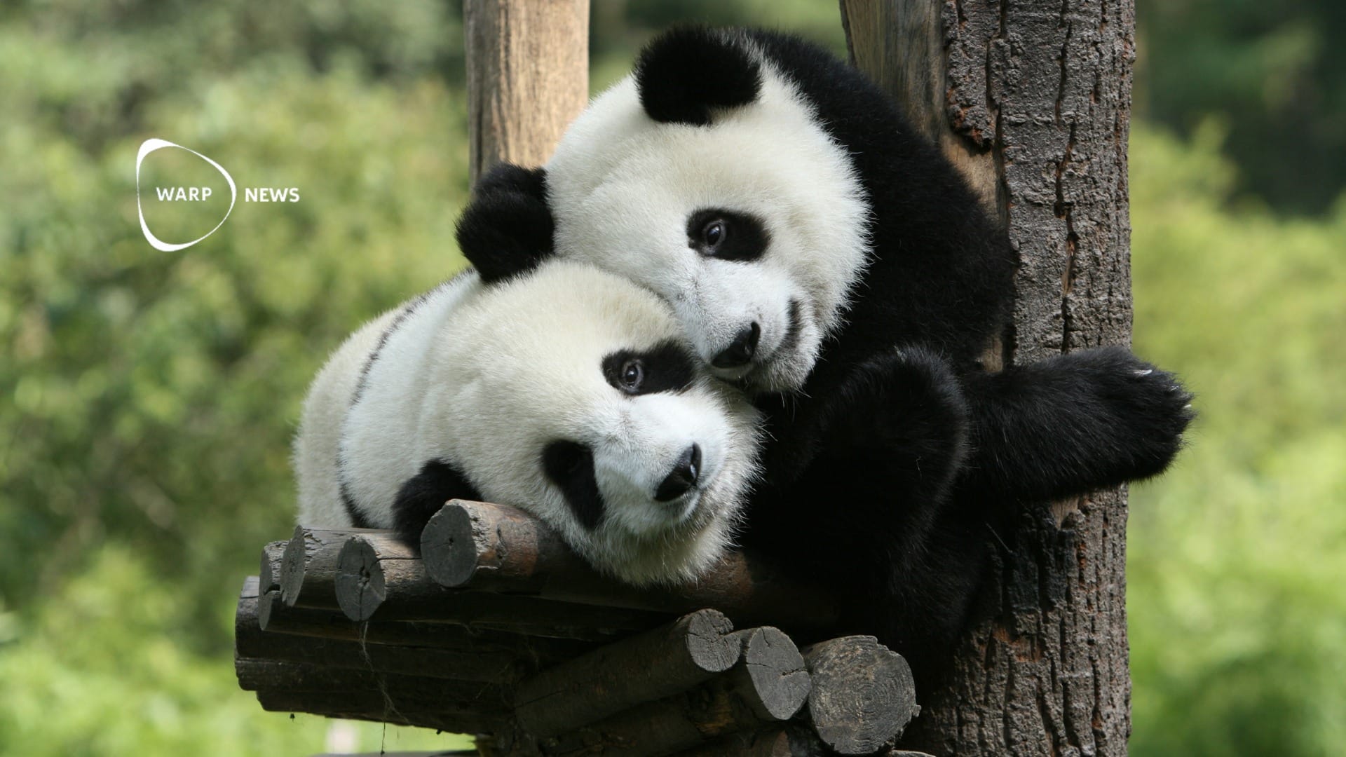 🐼 Giant pandas in the wild have almost doubled