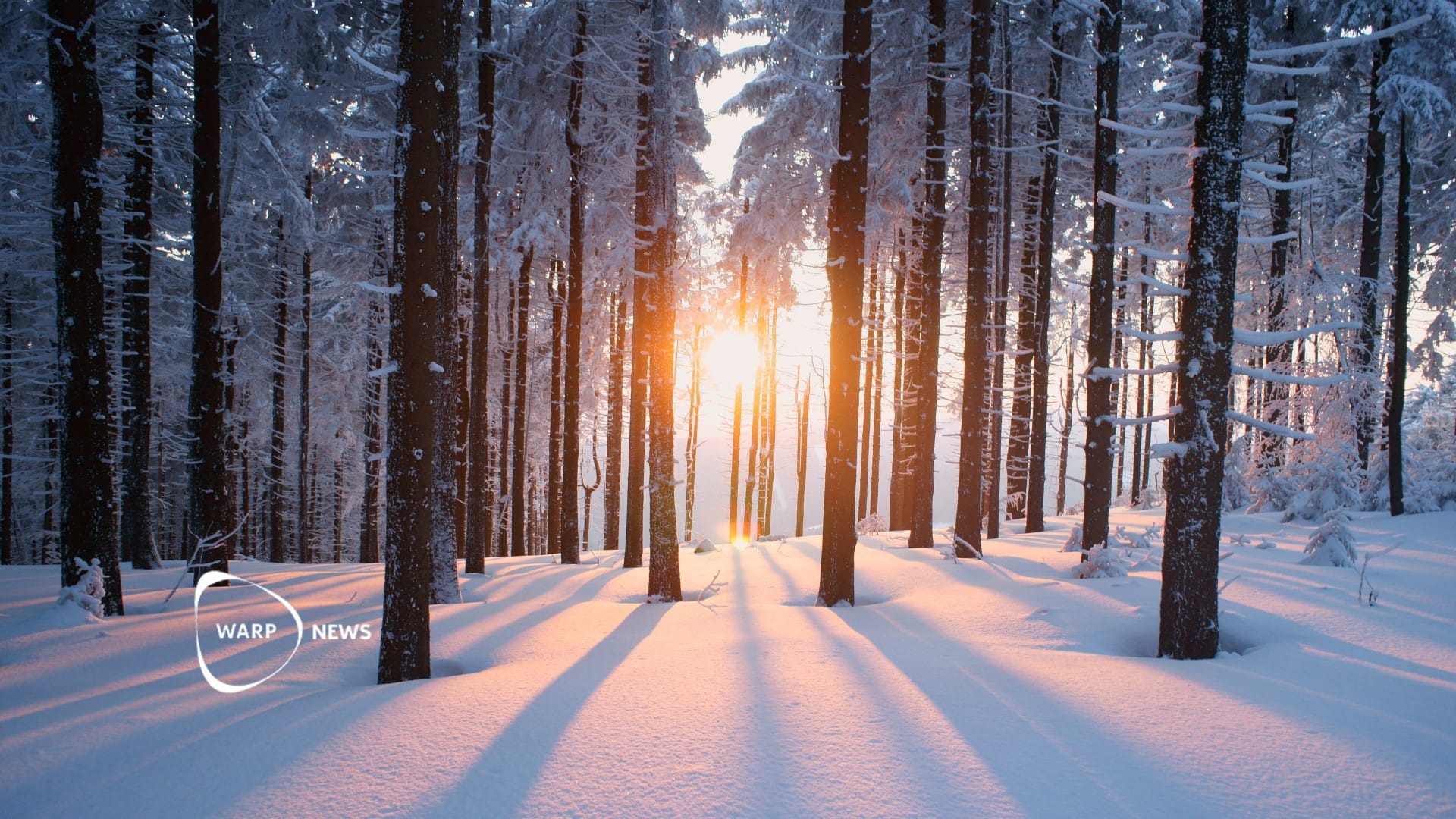 🌲 From loss to recovery: The forests are growing again