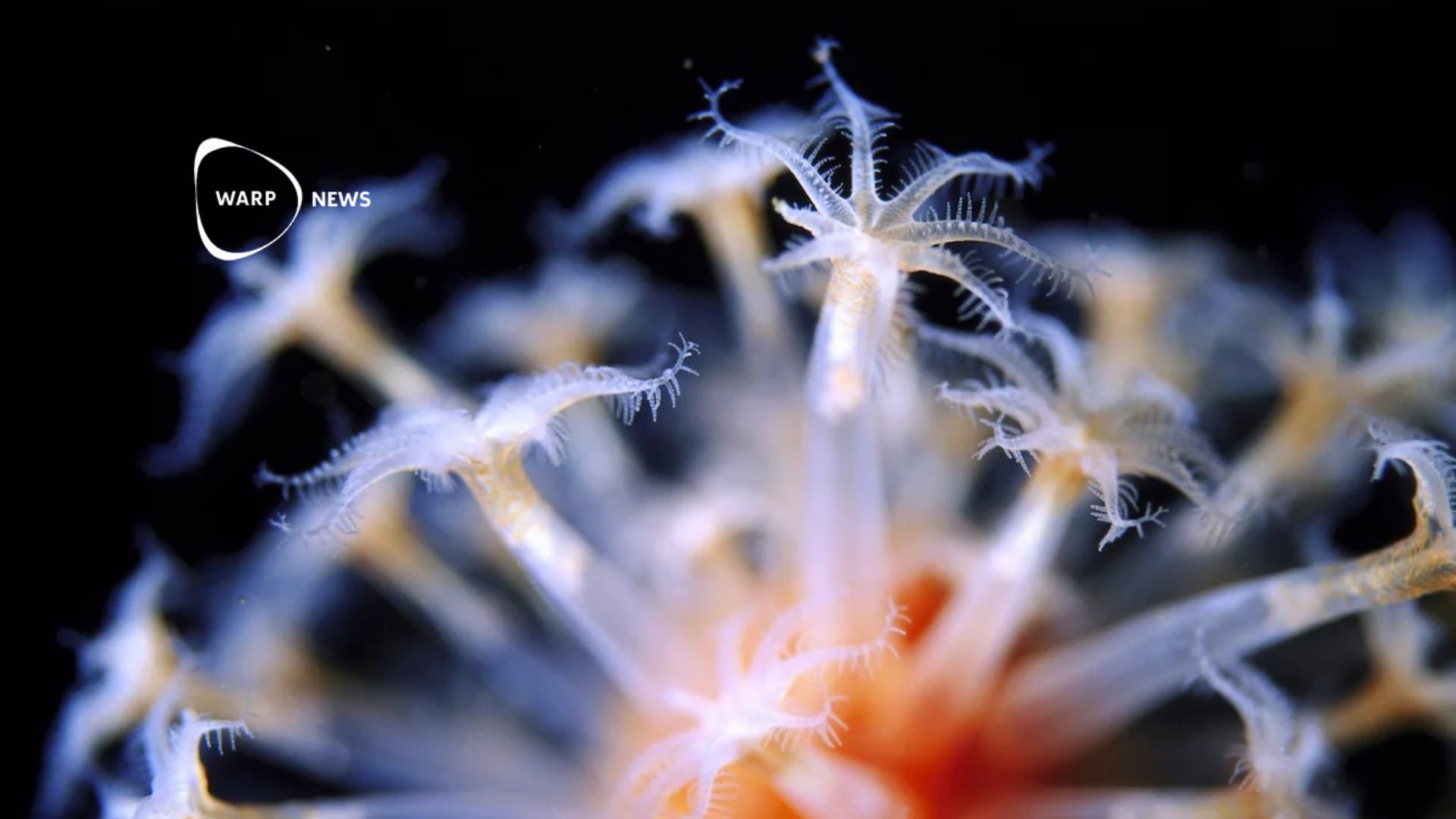 🦐 Discovery of 100 new marine species in New Zealand