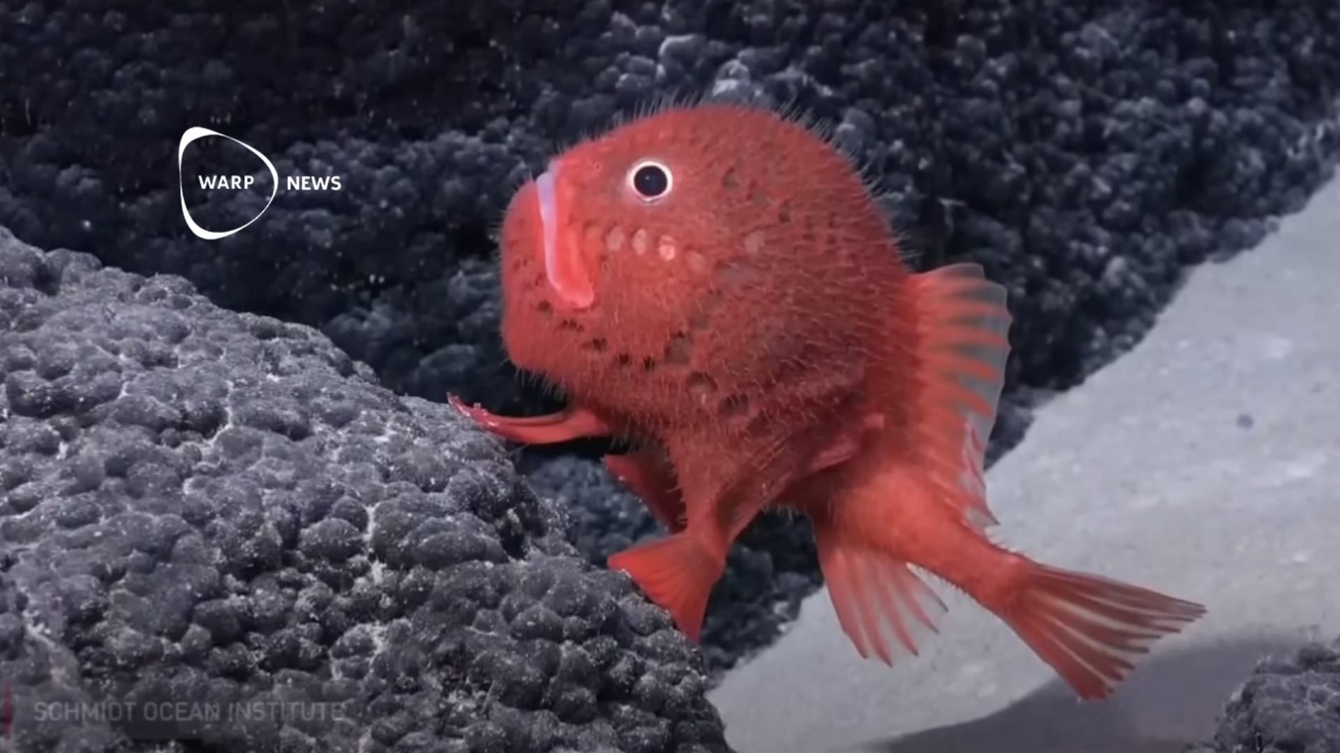 🦑 One hundred new species discovered off the coast of Chile