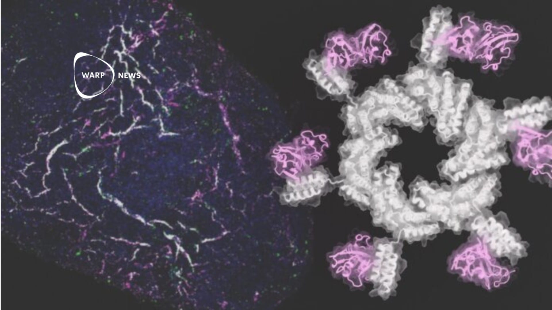 🦾 AI-designed proteins work in stem cell study