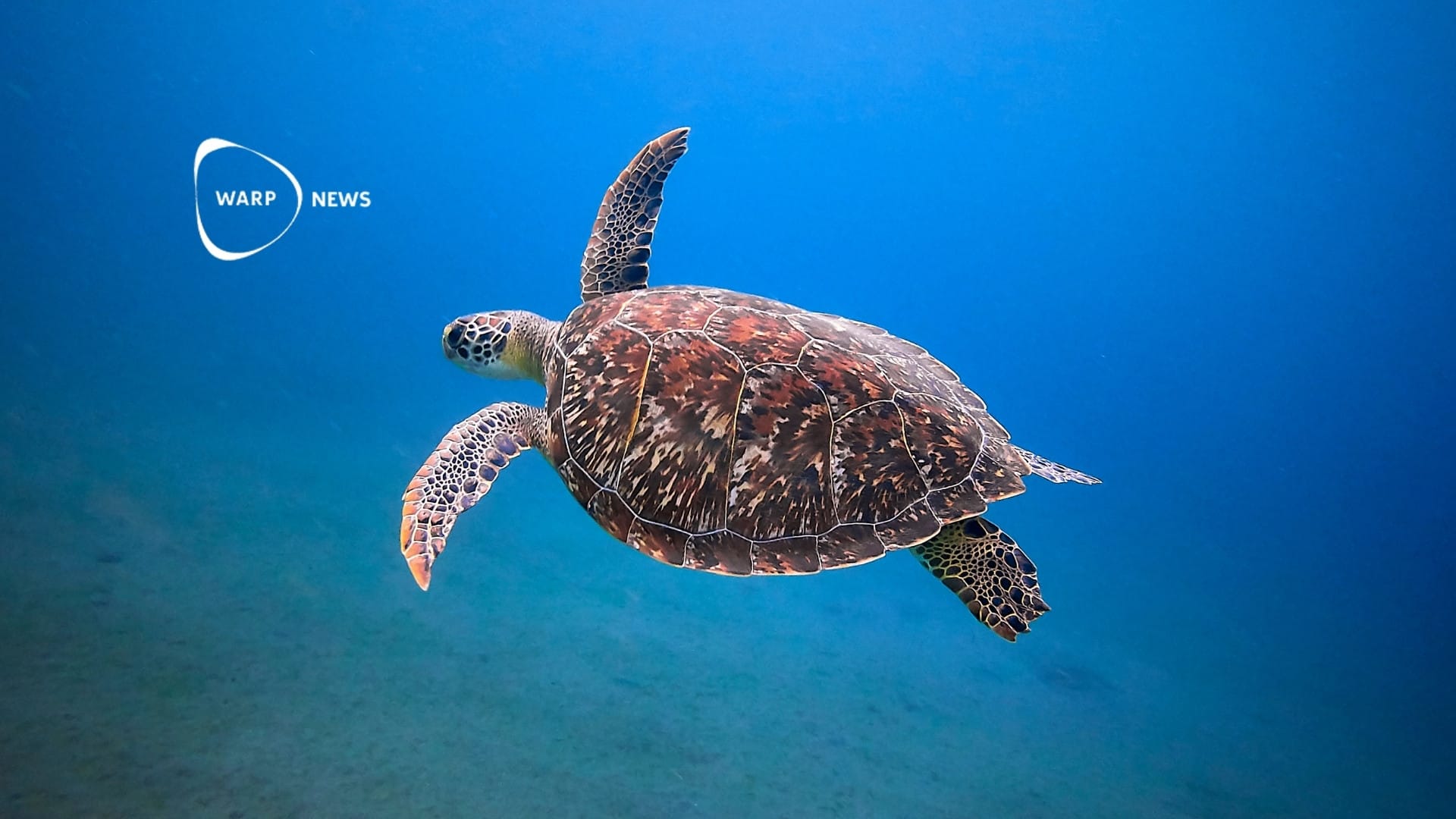🐢 Sea turtles in Brazil become healthier as water quality improves