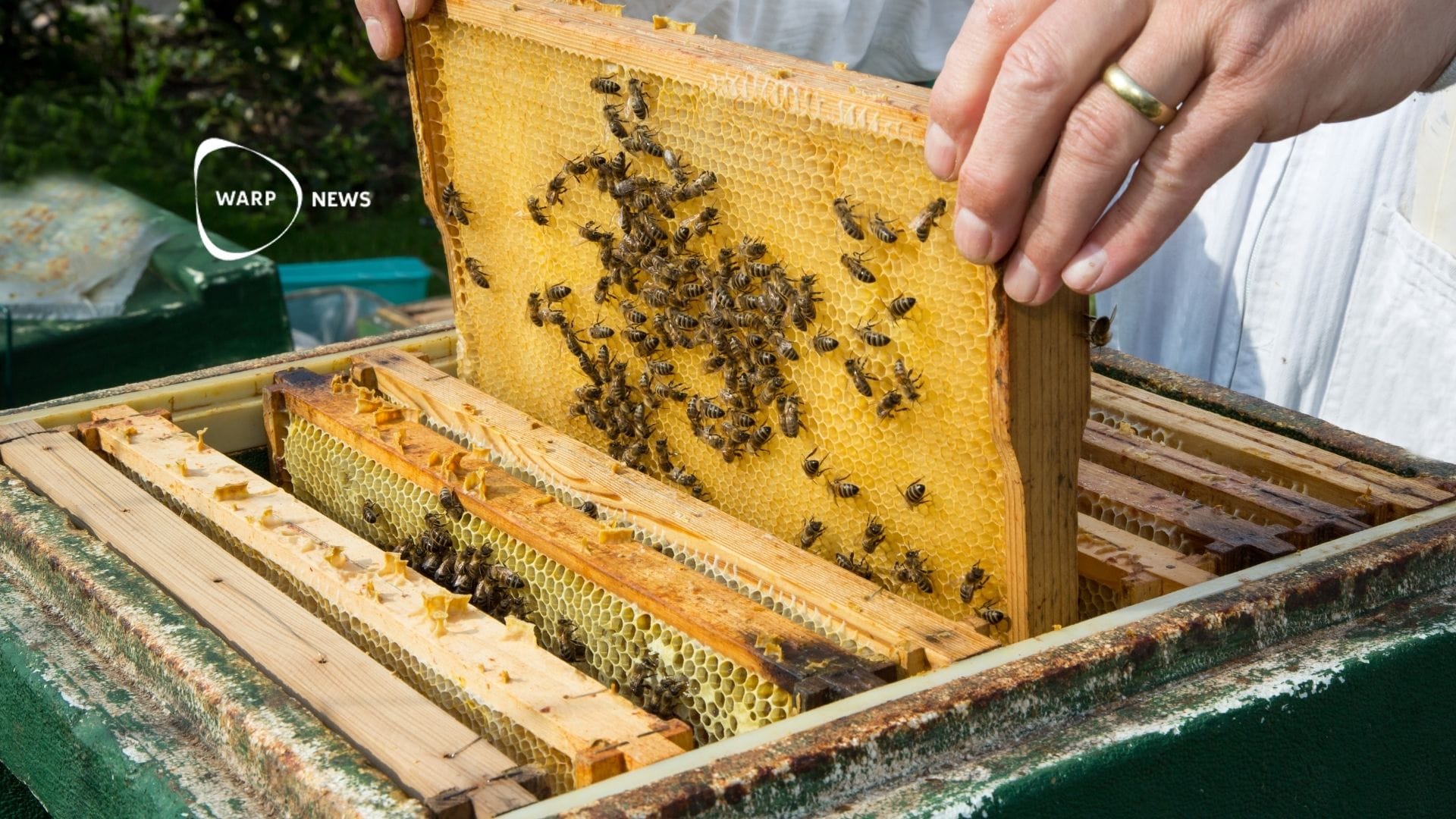 🐝 The number of bee colonies in the world is increasing significantly
