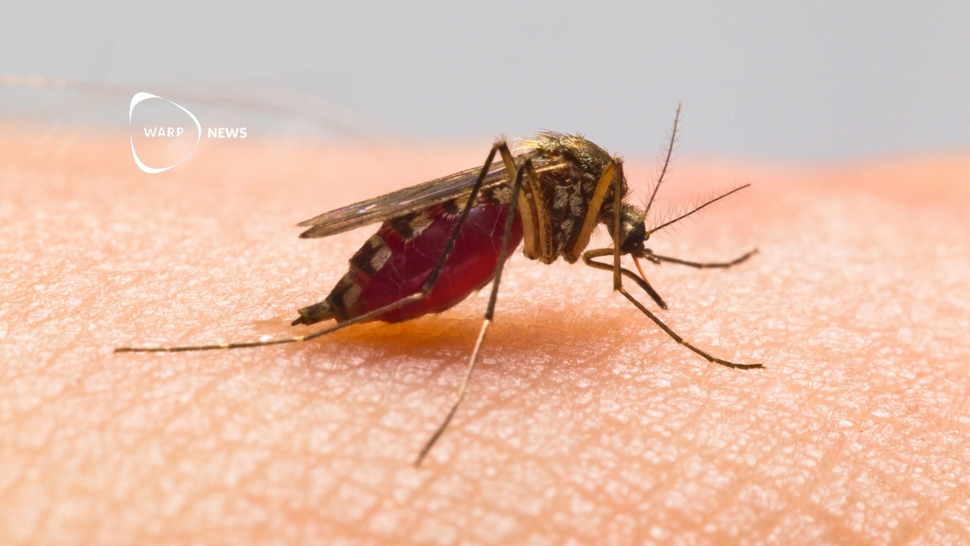 🦟 New malaria vaccine delivered directly through mosquito bites