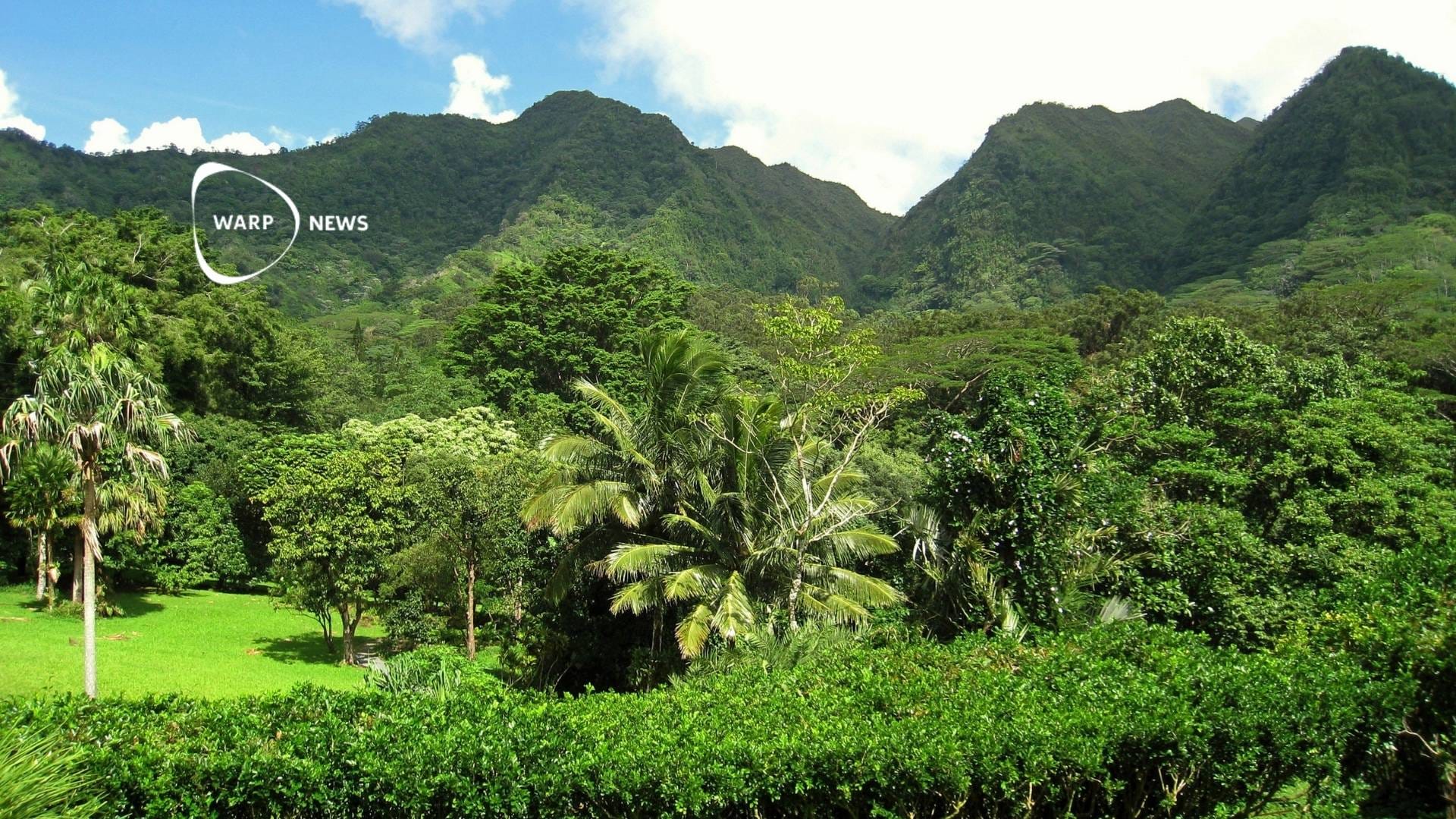 🌳 Forests can naturally regrow in area larger than Saudi Arabia, new study shows