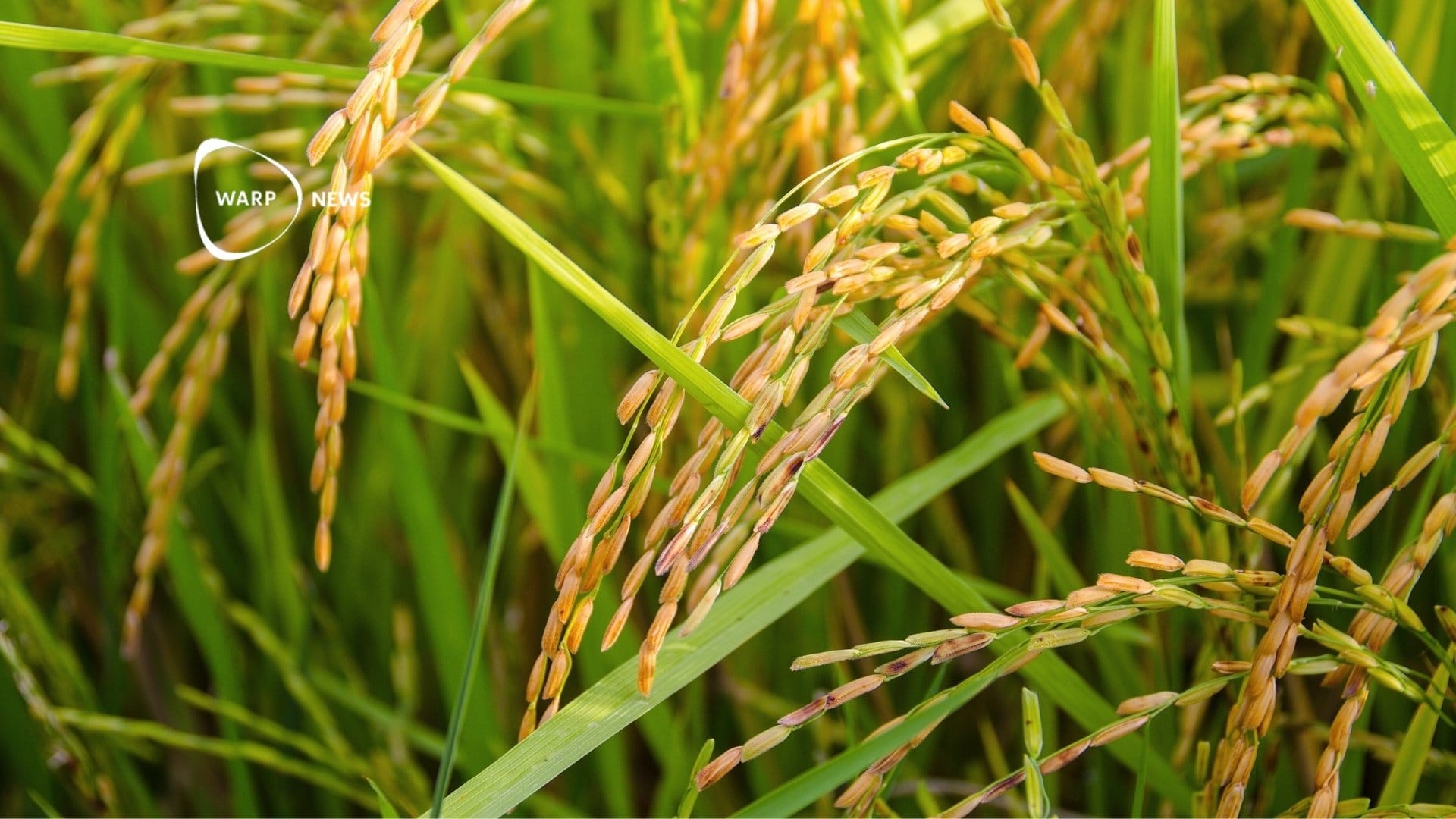 🌾 New rice variety emits 70 percent less methane