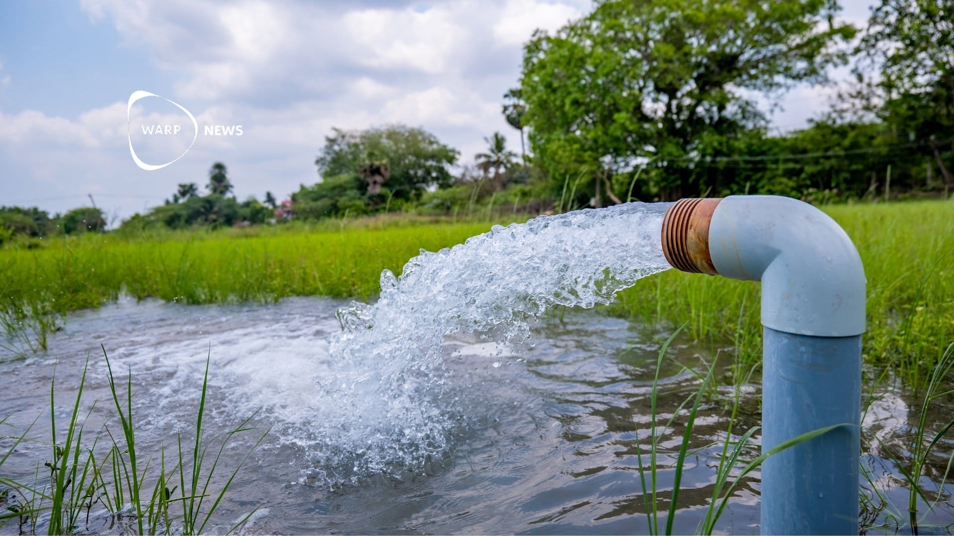 🌾 New rice variety manages with half the water