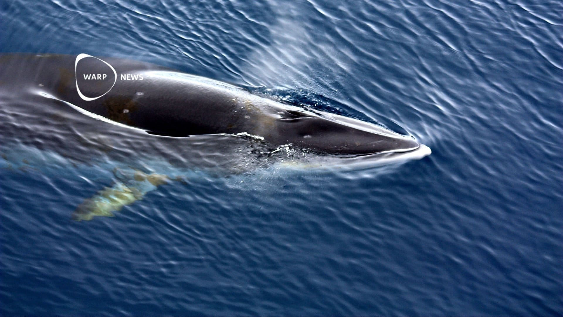 🐳 Return of marine life in the North Sea