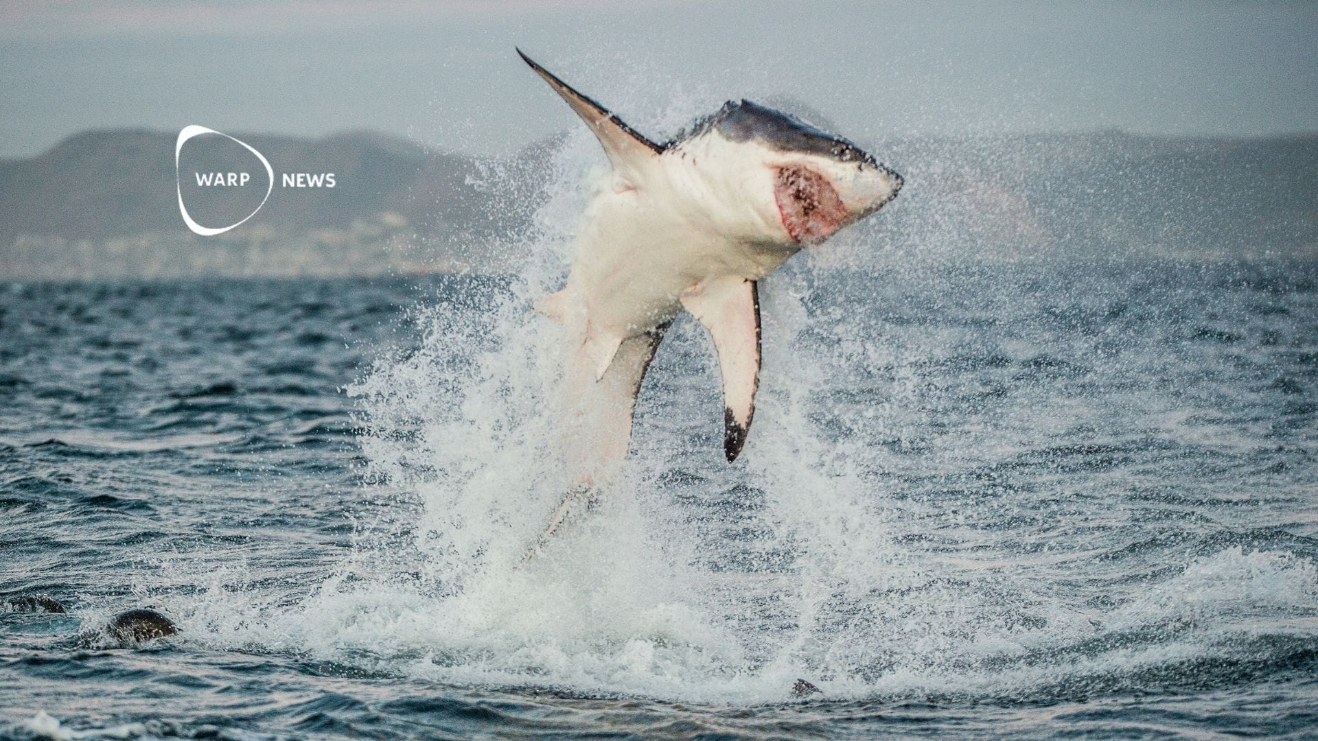 🦈 Shark attacks decreased during 2024