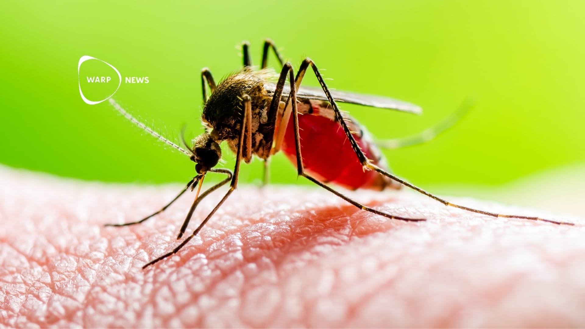 🦟 New medication kills mosquitoes through the blood they suck