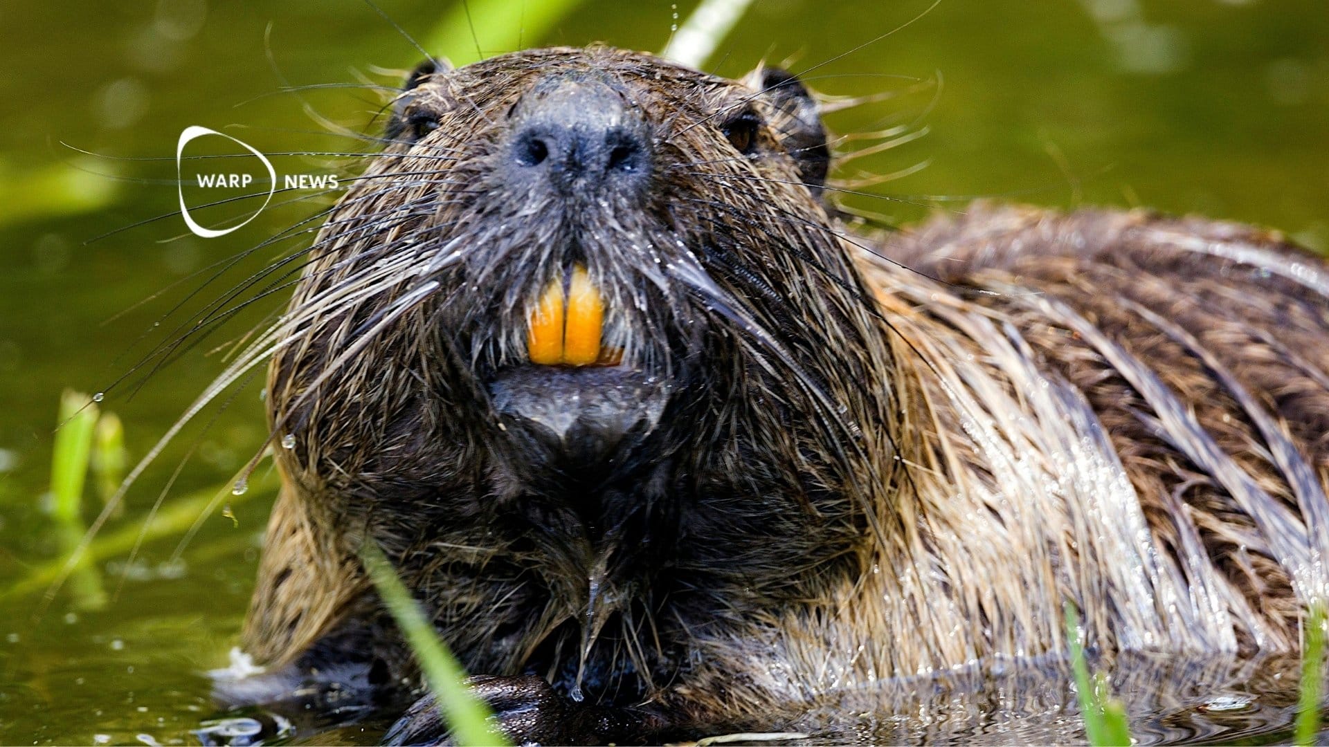 🔙 Beaver returns to Portugal after 500 years