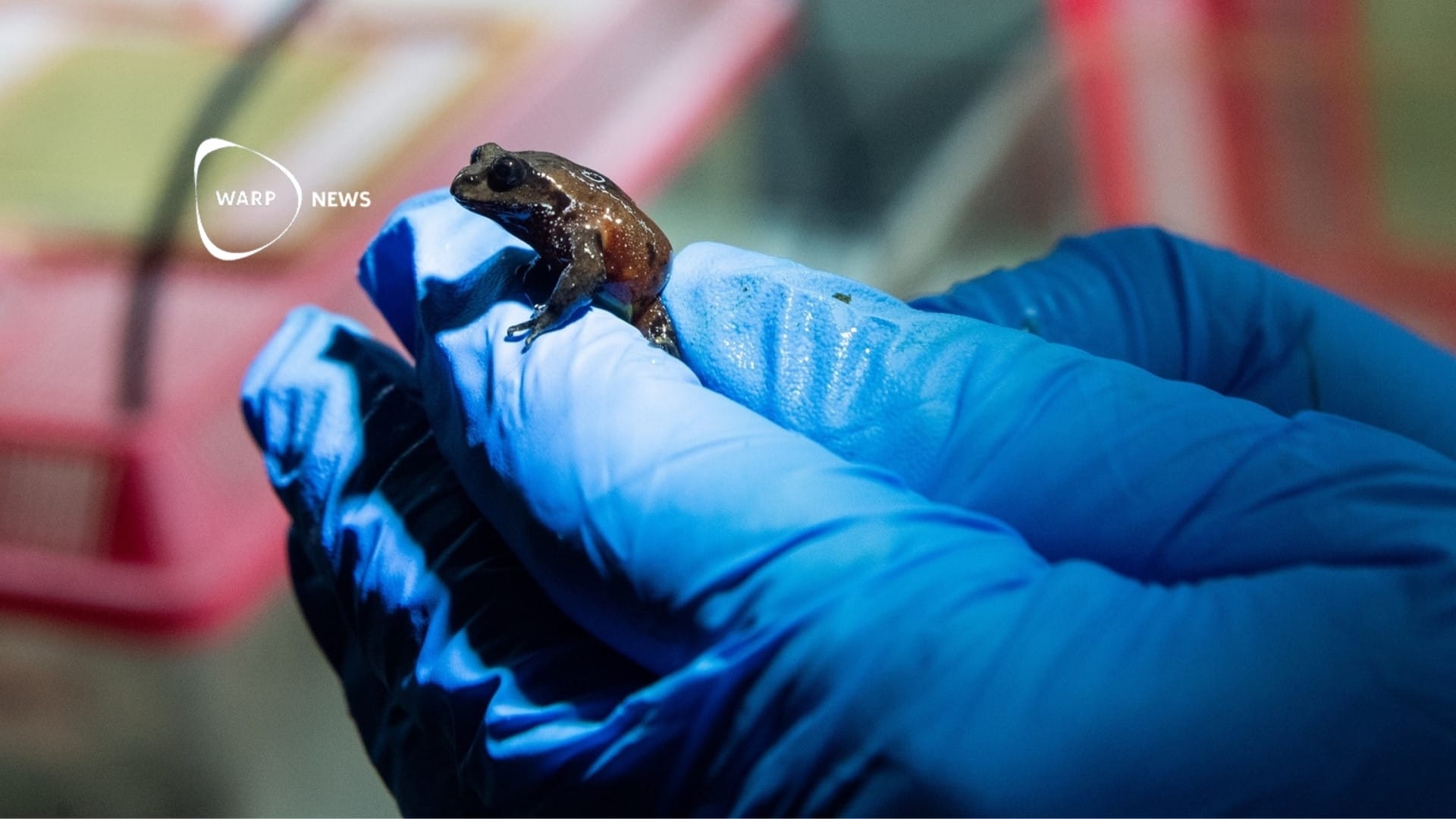 🐸 Researchers successfully breed rare mountain frogs for first time