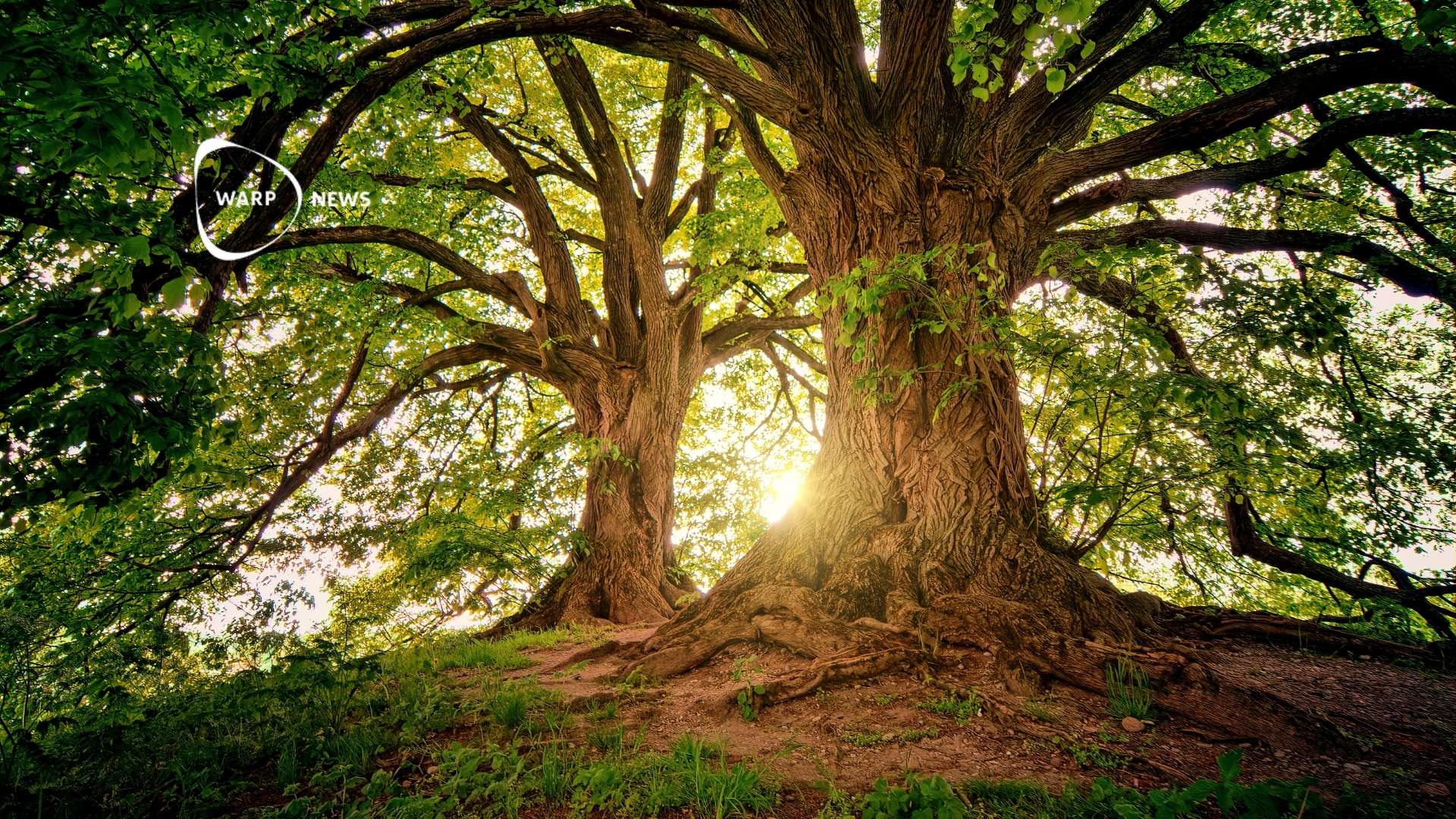 🌲 Forest cover increases in several regions – FAO report shows reduced deforestation globally