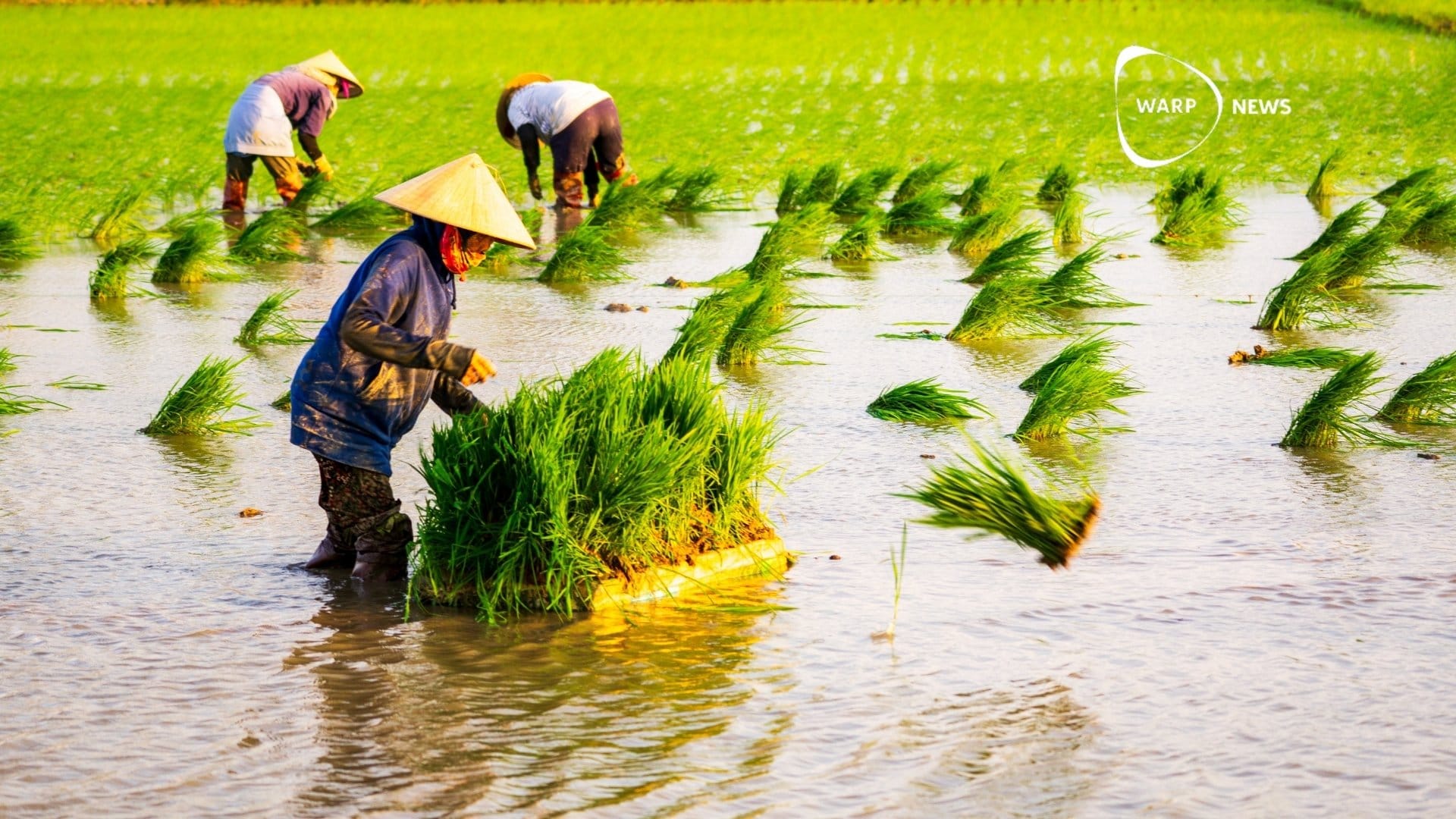🌾 Scientists solve hybrid rice's biggest problem: seeds that lose their yield advantage