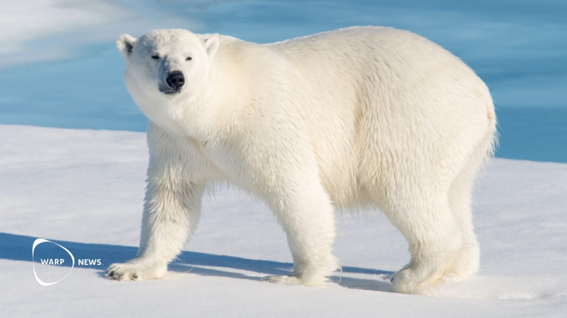 🐻 Polar bears in Svalbard are thriving despite rapid sea ice loss