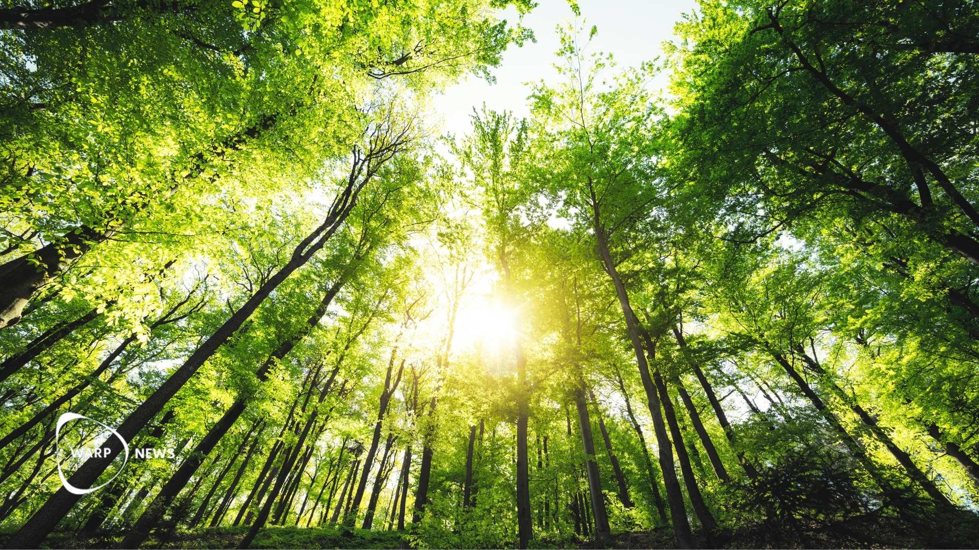 🌲 Europe's forests are growing faster than they are harvested