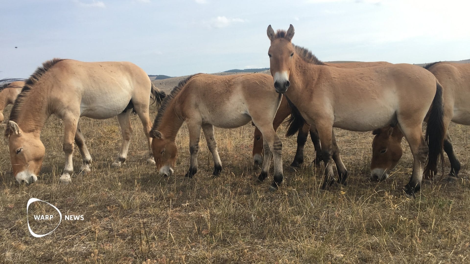 🐴 World's only surviving wild horse species back from the brink of extinction