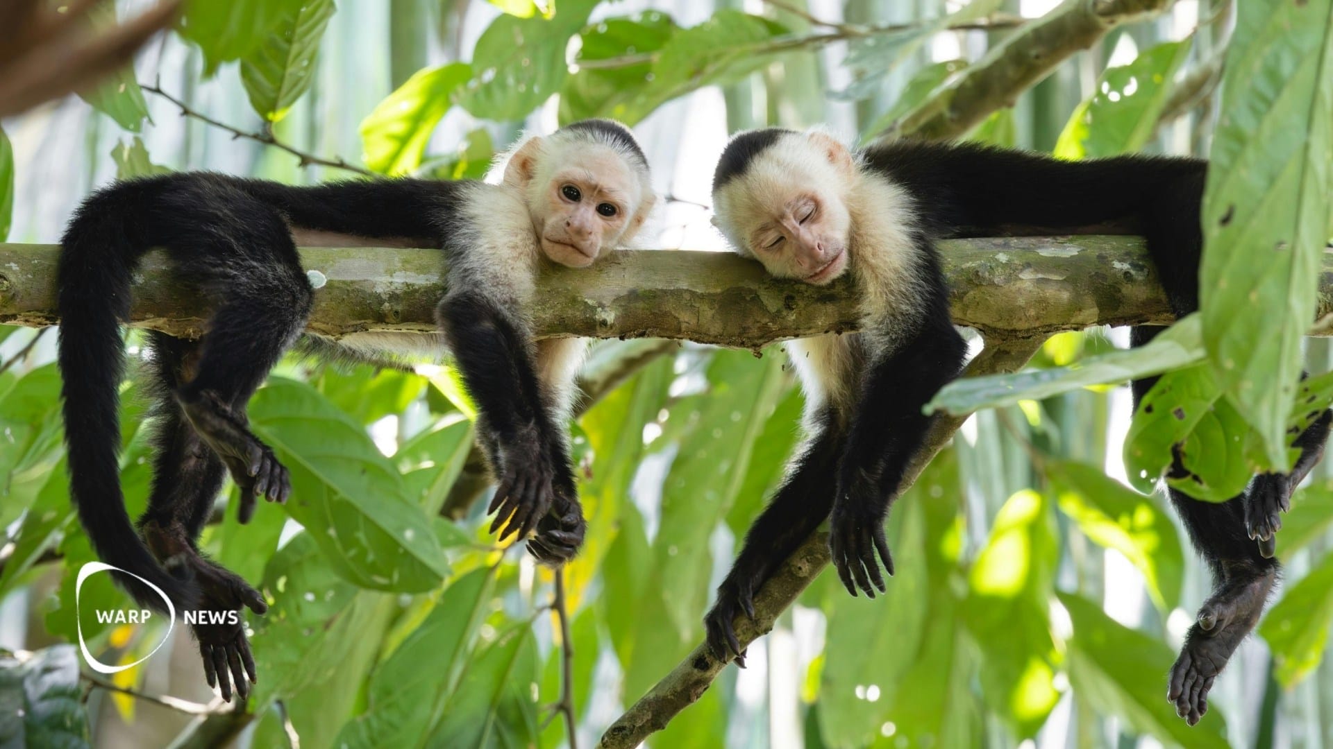 🌳 Rainforest wildlife returns to abandoned farmland within 30 years