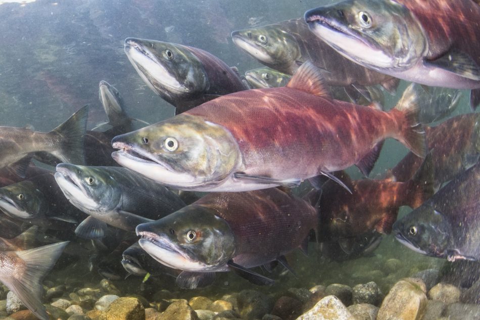 Could the “salmon cannon” really save ecosystems?