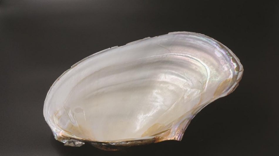 Inner structure of seashells inspires scientists to make shatter-proof glass