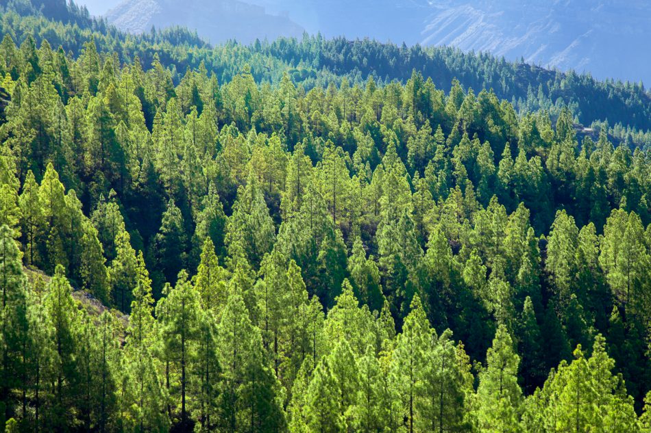 A new company is using drones to revolutionize reforestation