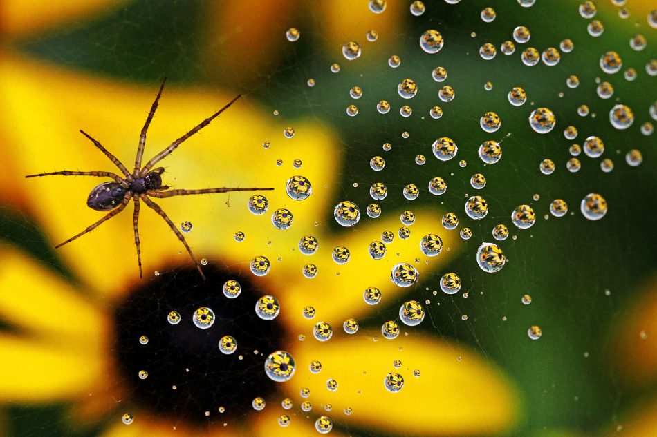 All about spiders and their silk, one of the most versatile substances on earth