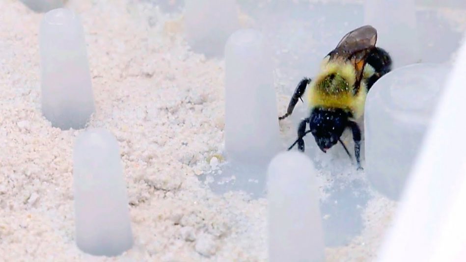 Bees could play a big role in eliminating the need for spraying pesticides